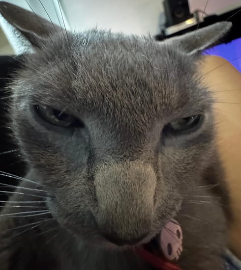 Fotografía tierna de un gato doméstico demostrando afecto a su dueño para el artículo en la Revista YO CANCÚN, Quintana Roo.