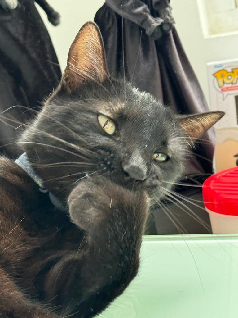 Fotografía tierna de un gato doméstico demostrando afecto a su dueño para el artículo en la Revista YO CANCÚN, Quintana Roo.